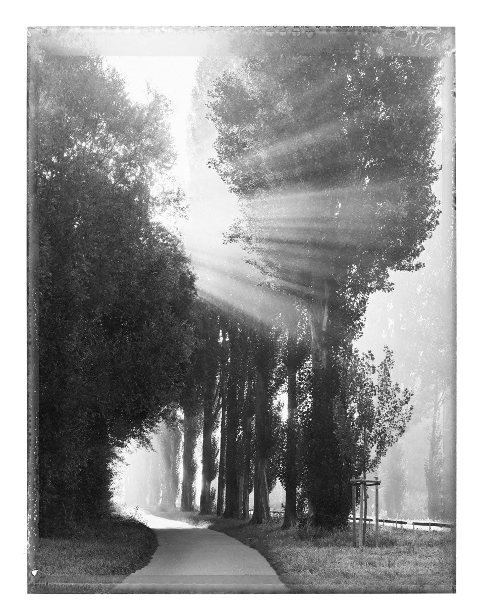 MORGENSTIMMUNG, REICHENAU