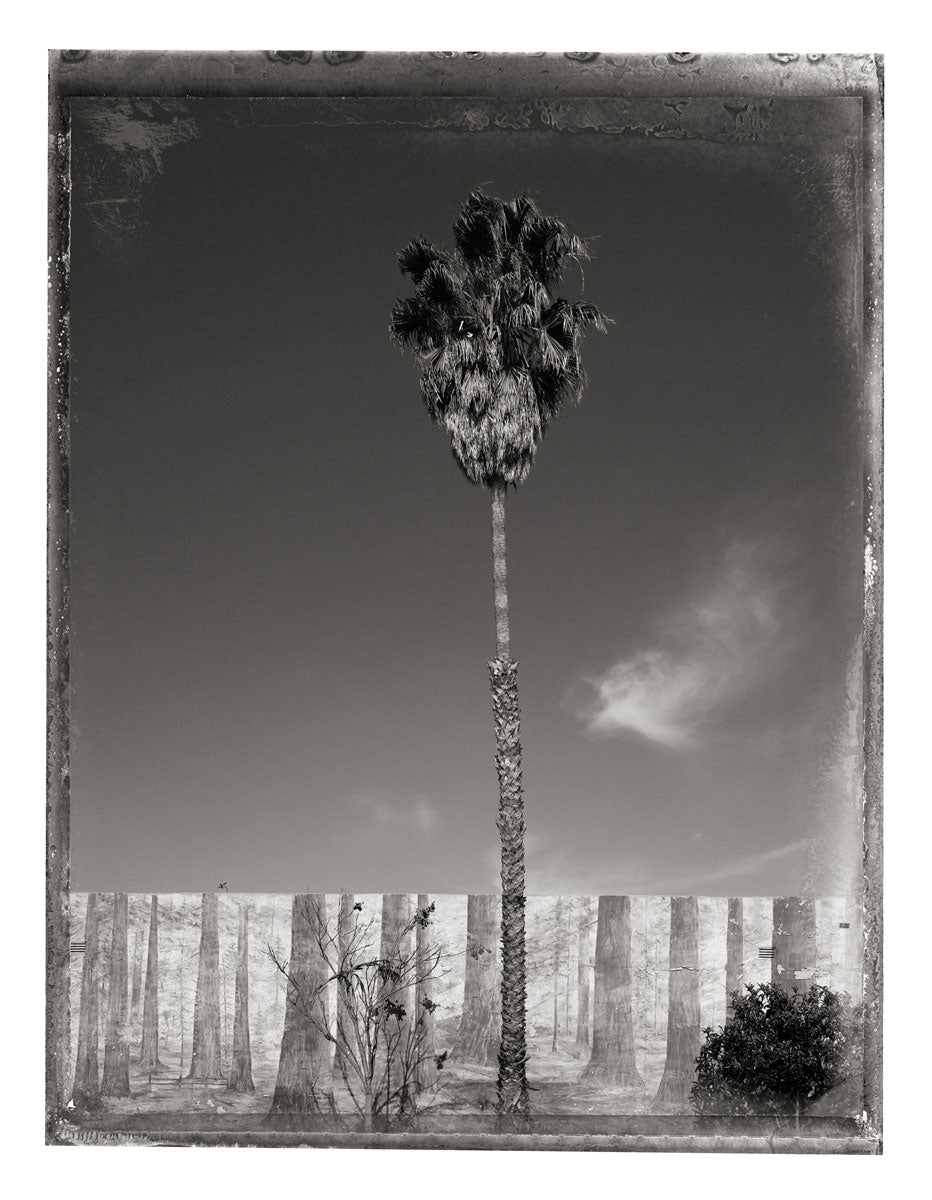PALM TREE